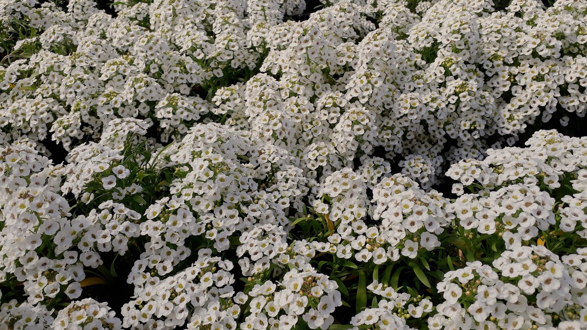 Alyssum