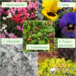 2021_KW40_Top5-Herbstblumen_2