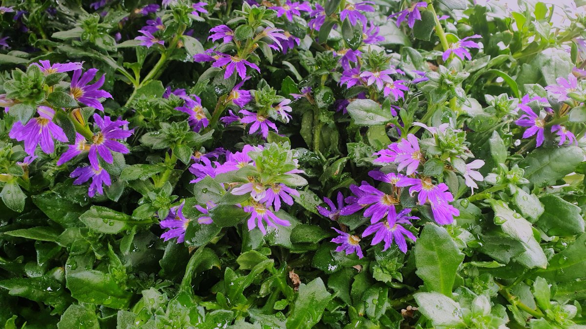 Fächerblume