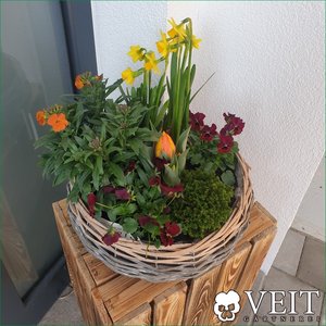 Mit Goldlack, Narzisse, Tulpe und Hornveilchen bepflanztes Körbchen für den Frühling