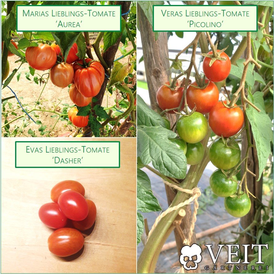 Lieblings-Tomaten-Sorten Aurea, Picolino und Dasher