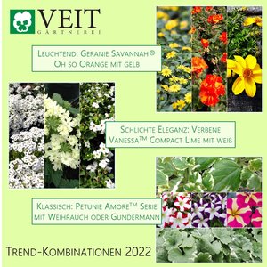 2022_KW19_Top5-Sommerblumen_Kombination_04