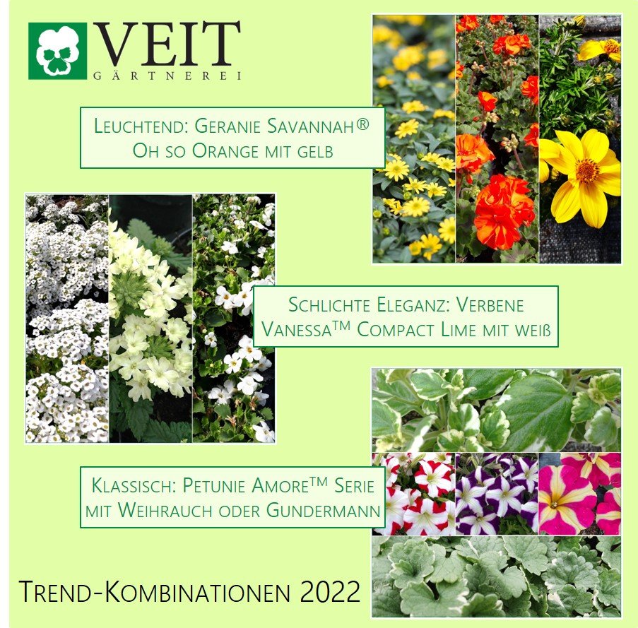 2022_KW19_Top5-Sommerblumen_Kombination_04