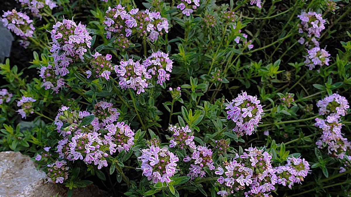 Bohnenkraut mit rosafarbenen Blüten