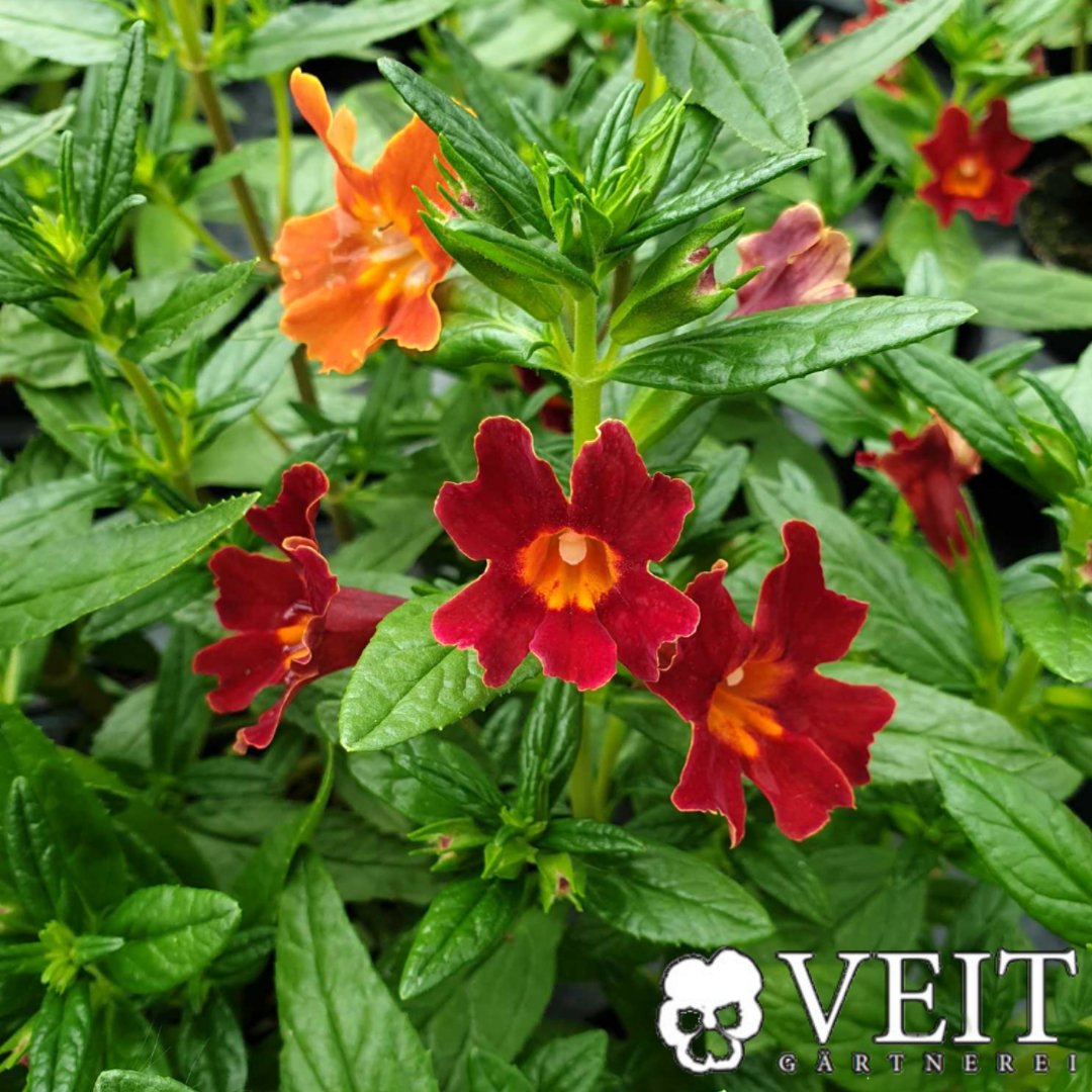 Rot blühende Gauklerblume
