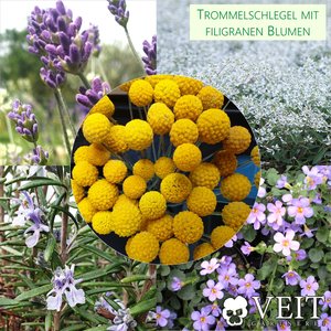 Trommelschlegel in Kombination mit filigranen Blüten