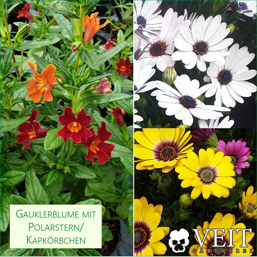 Rote Gauklerblume und weiße bzw. gelbe Kapkörbchen