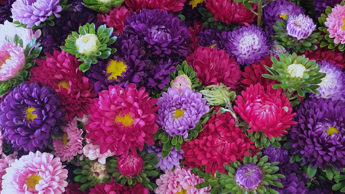 Astern in Beerentönen als Schnittblumen