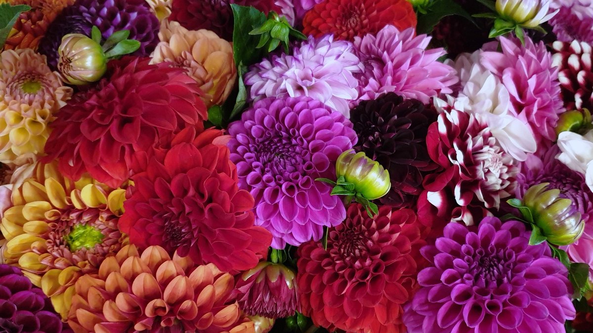 Bunte Dahlien als Schnittblumen