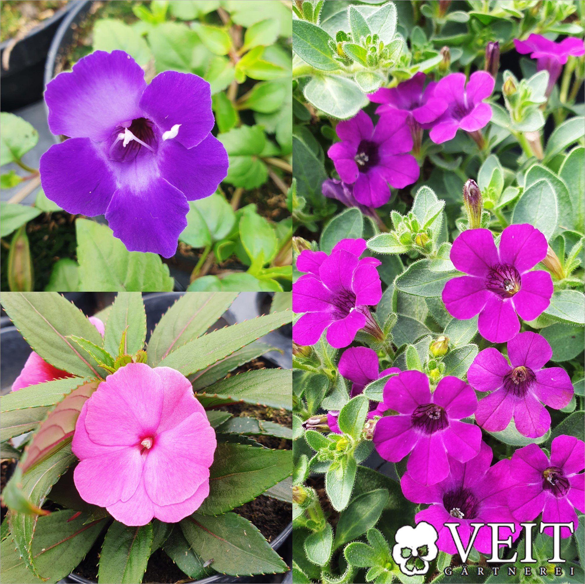 Torenia in blau, Edellieschen in pink und Mini-Petunie in violett