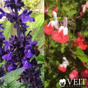 Salvien in blau und rot mit Bienen und Hummeln