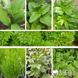 Bärlauch, Zitronenmelisse, Maggikraut bzw. Liebstöckel, Petersilie, Schnittlauch, Minze, Waldmeister
