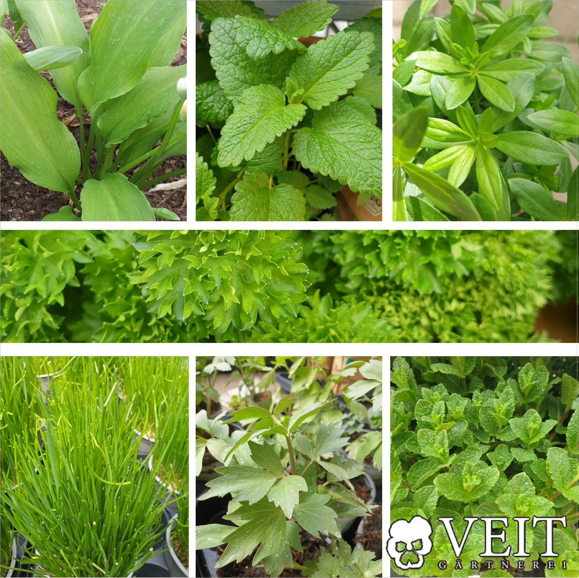 Bärlauch, Zitronenmelisse, Maggikraut bzw. Liebstöckel, Petersilie, Schnittlauch, Minze, Waldmeister