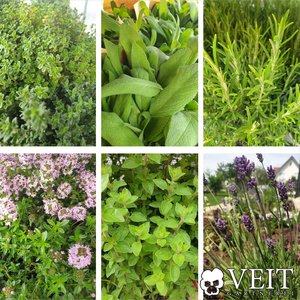 Lavendel, Bohnenkraut, Rosmarin, Oregano, Salbei, Thymian