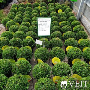 Ilex crenata Kugeln als Ersatz für Buchsbäume