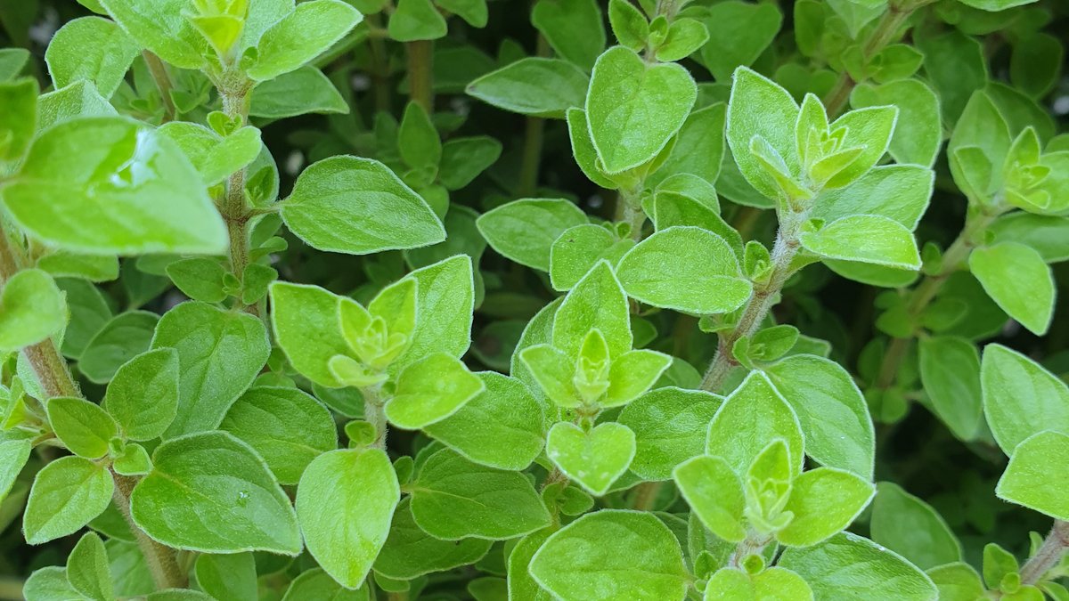 Oregano