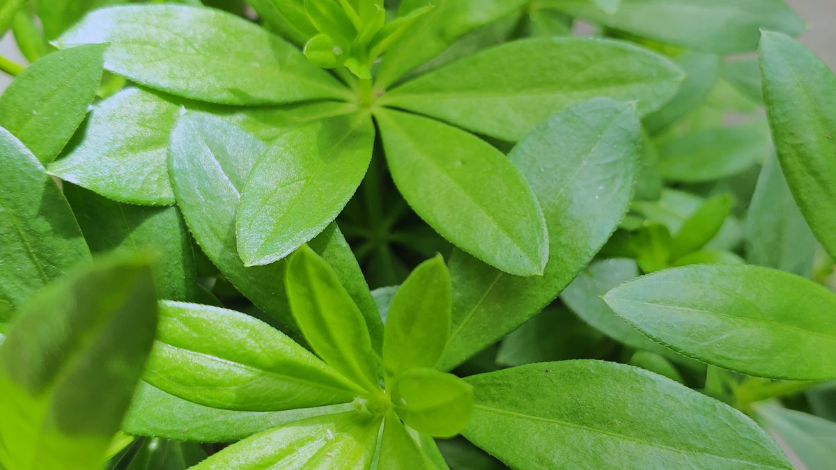 Waldmeister