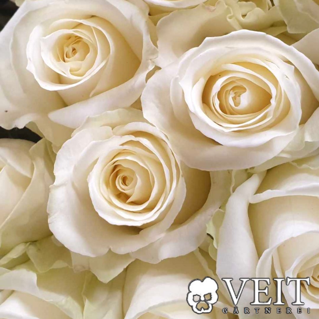 Weiße Rose