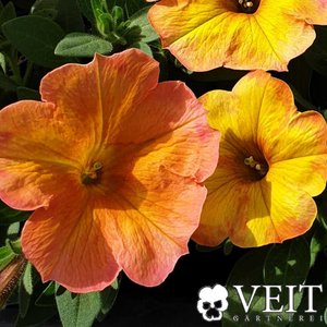 Orange-gelbe Blüten einer Petchoa