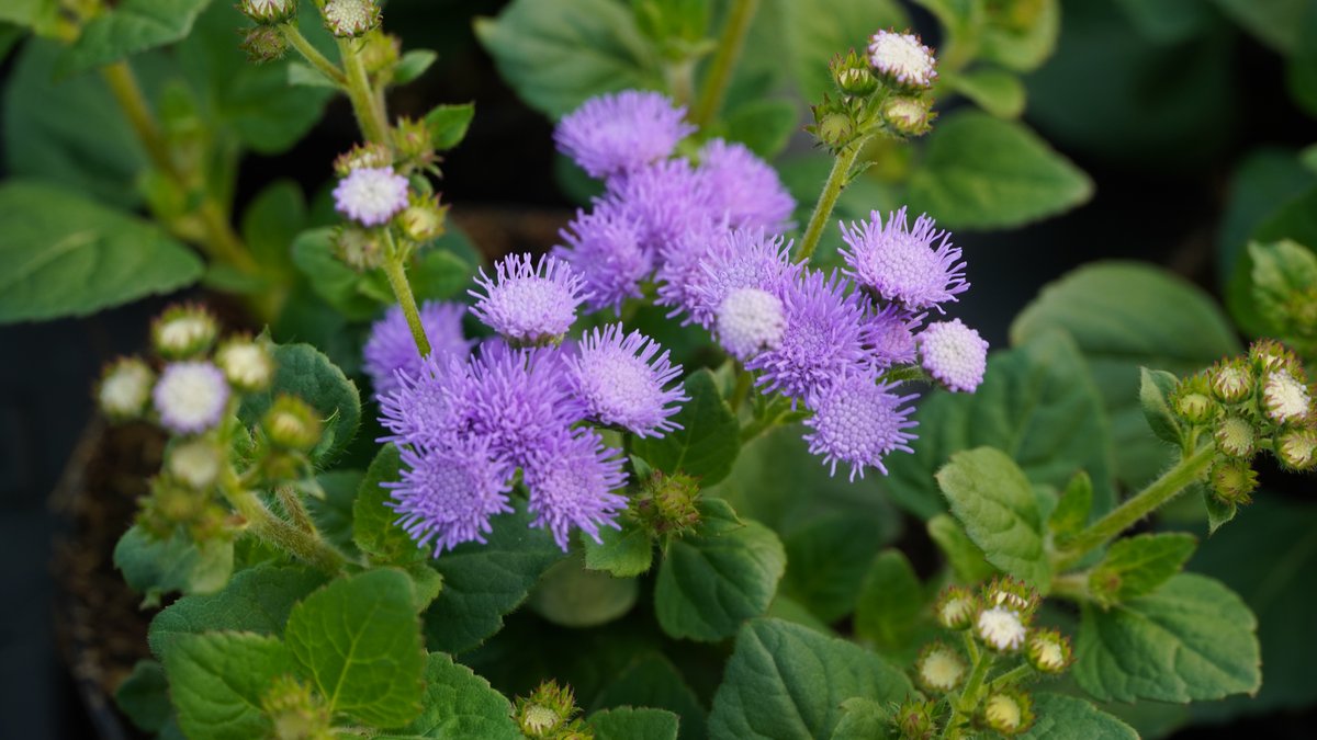 Ageratum oder Leberbalsam in Blau