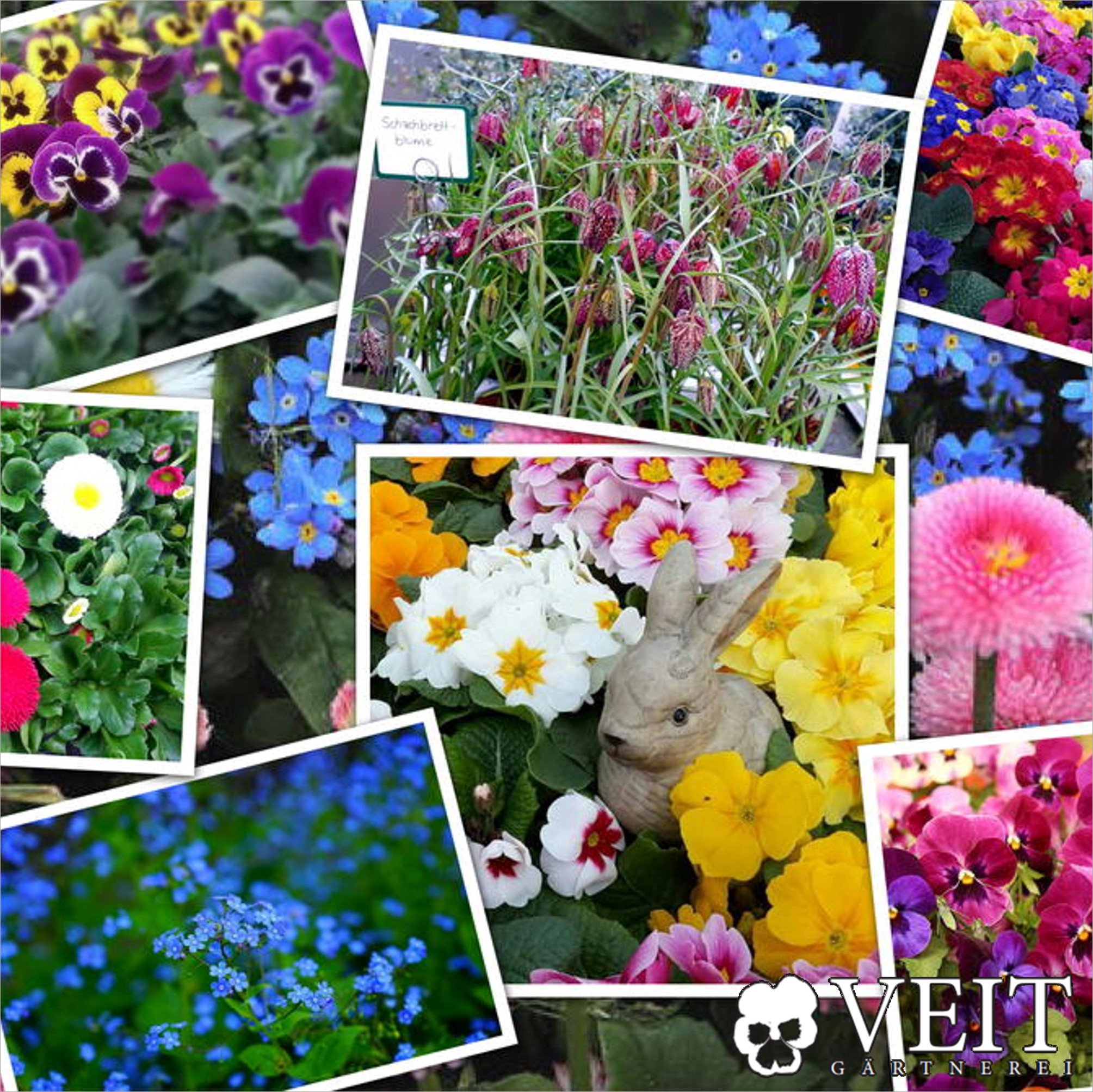 Osterhase in einer bunten Vielfalt aus Frühlingsblumen