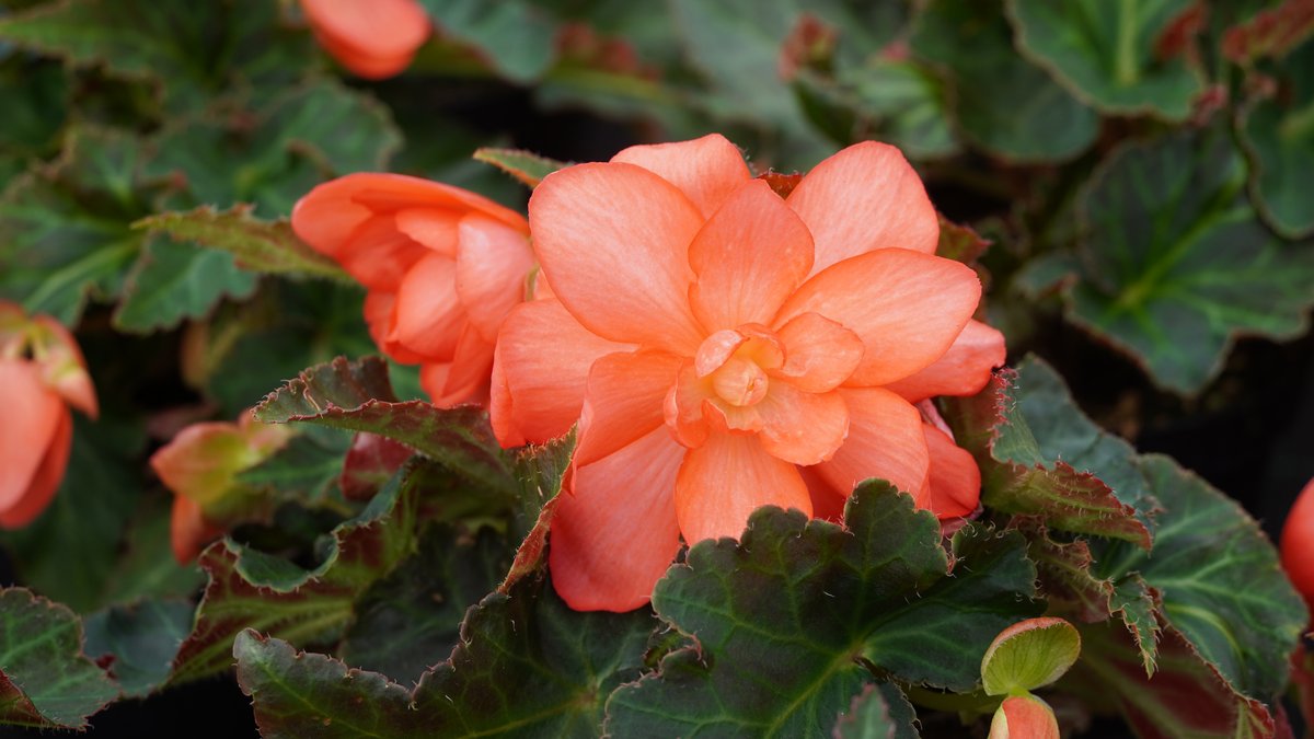 Apricotfarbene Begonie