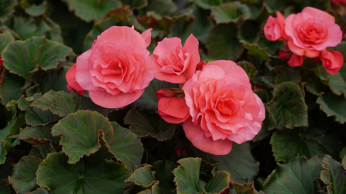 Pink blühende Begonie