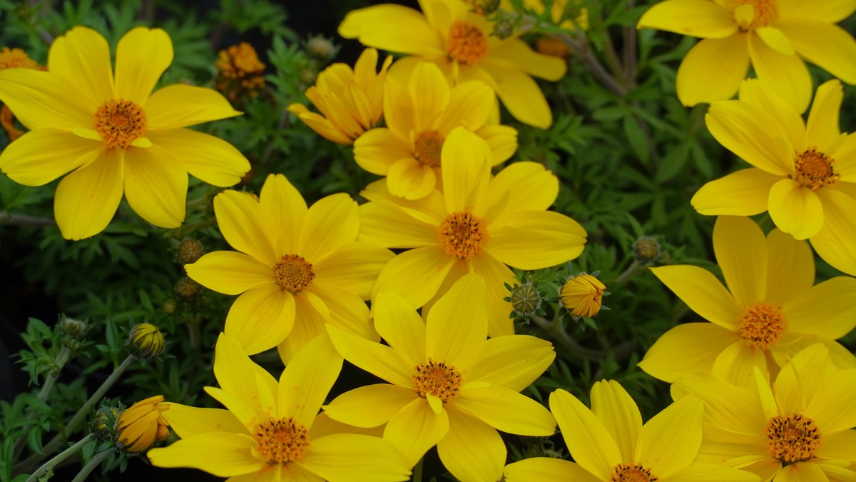 Blüten von gelben Bidens