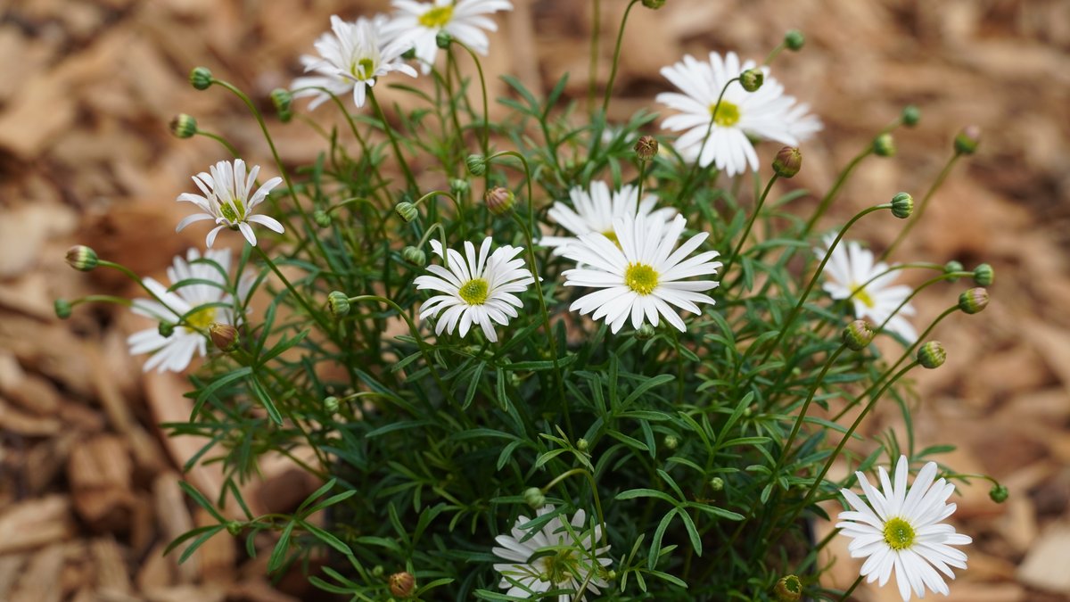 Weißes "blaues" Gänseblümchen