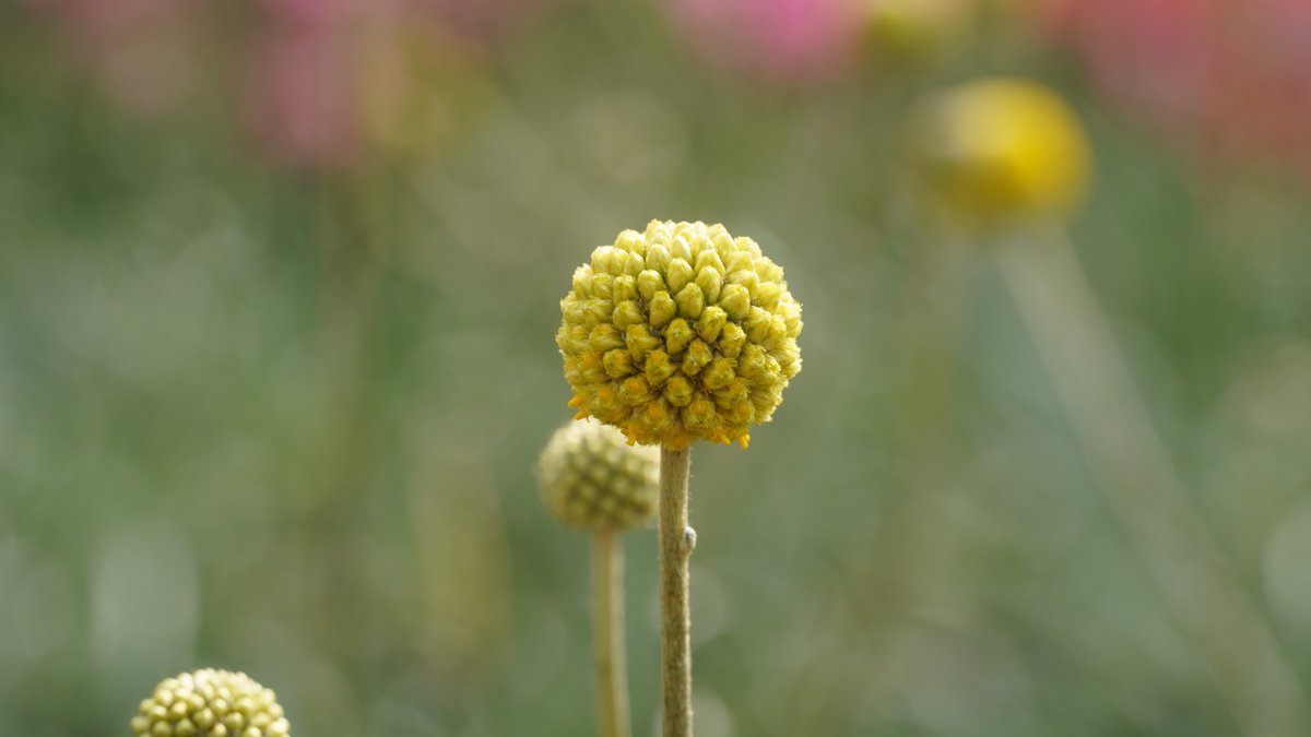 Blüte einer Craspedia