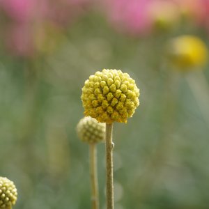 Blüte einer Craspedia