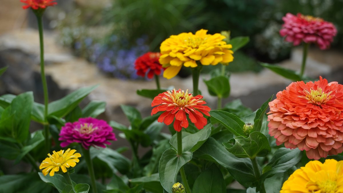Bunt blühende Zinnien