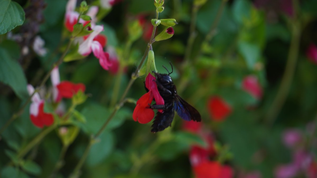 Salbei Hot Lips und eine Blaue Holzbiene