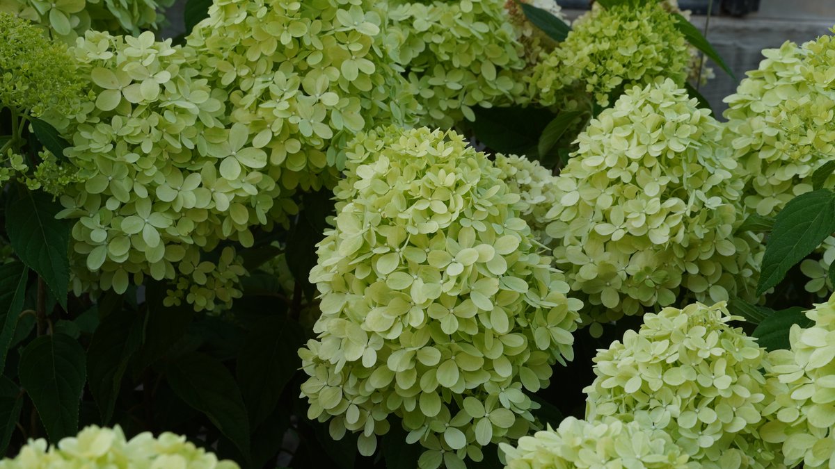 Limettenfarbene Rispenhortensie