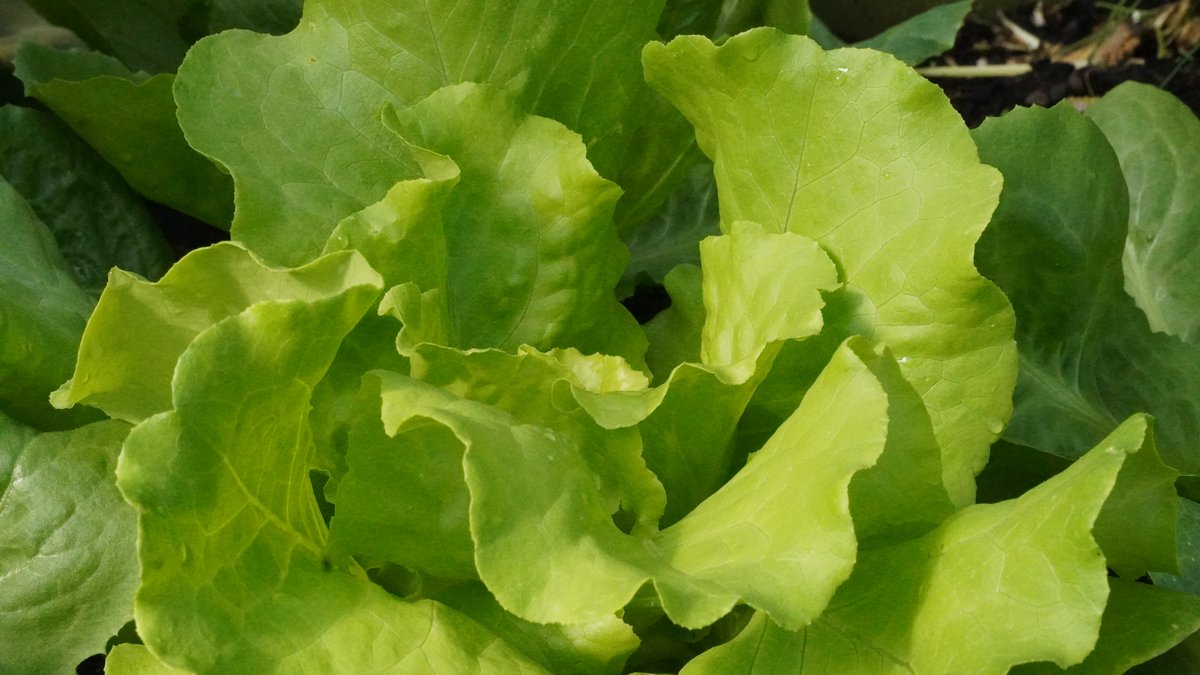 Kopfsalat