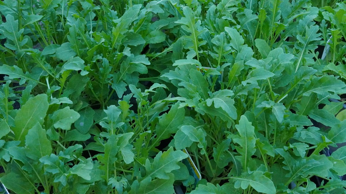 Rucola