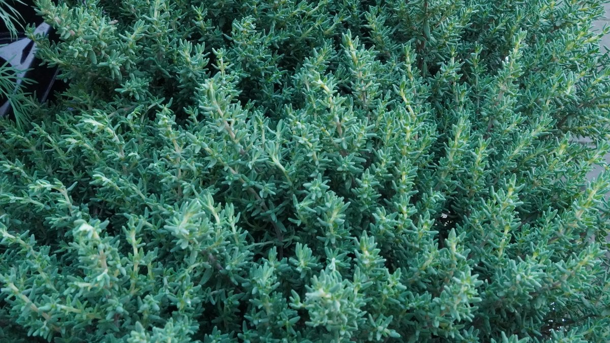 Thymian