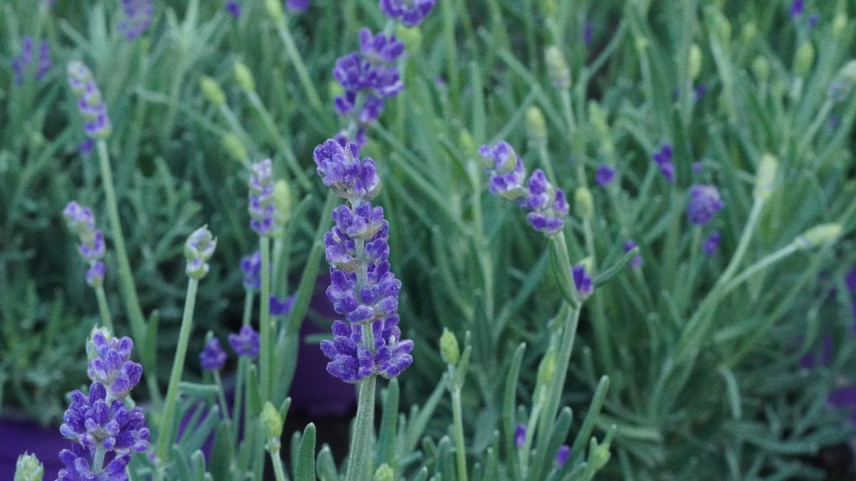 Lavendel mit violetter Blüte