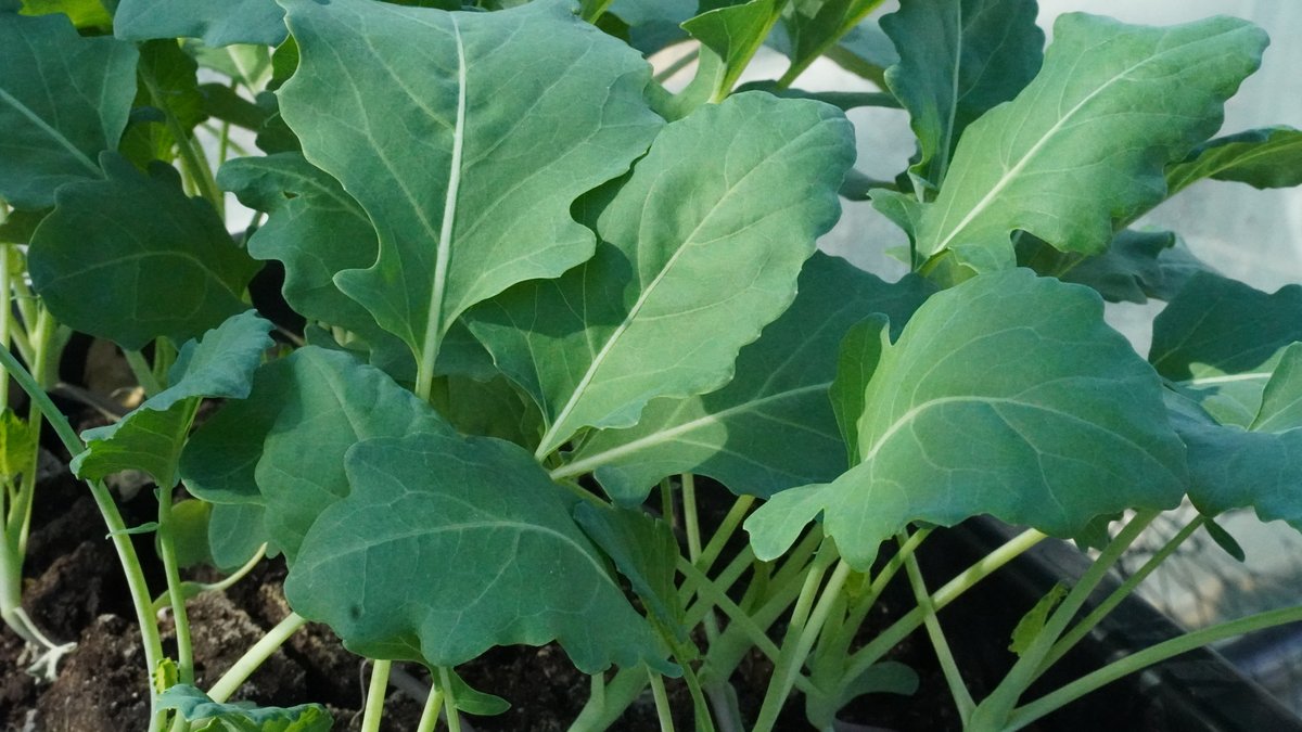 Kohlrabipflanzen