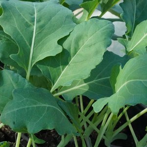 Kohlrabipflanzen