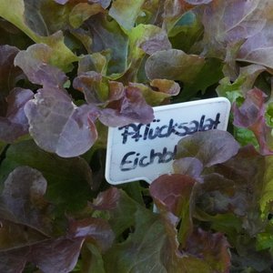 Pflücksalat mit roten Blättern