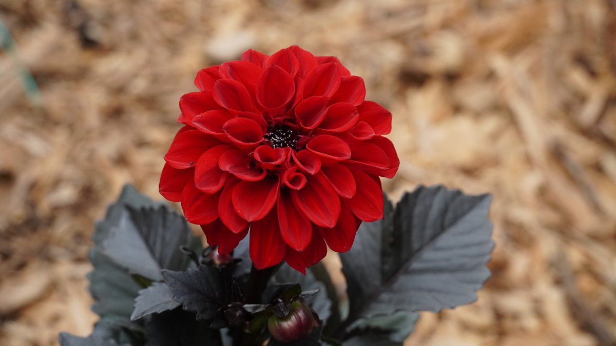 Dahlie mit roter Blüte