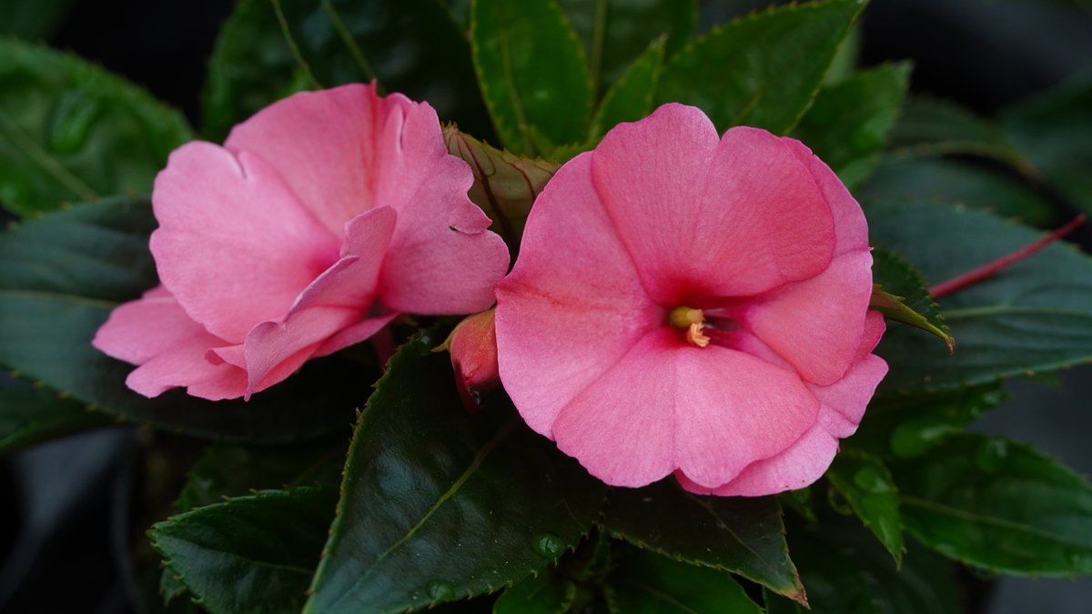 Edellieschen in Rosa