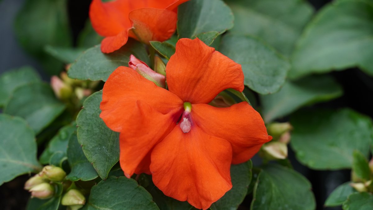 Fleißiges Lieschen mit oranger Blüte