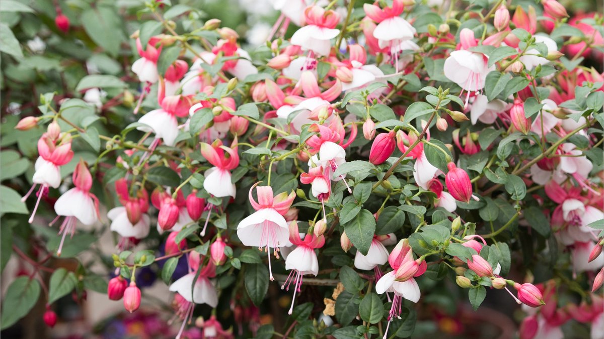 Rot-weiß blühende Fuchsien