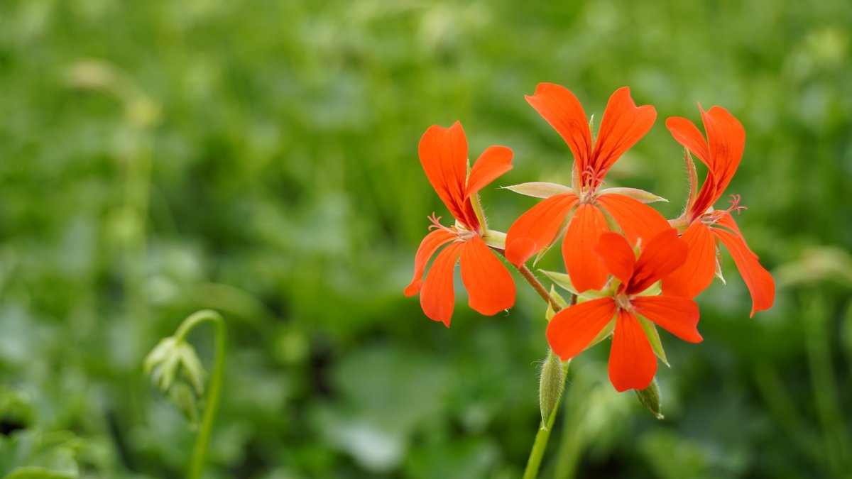 Hängende Geranie mit roter Blüte