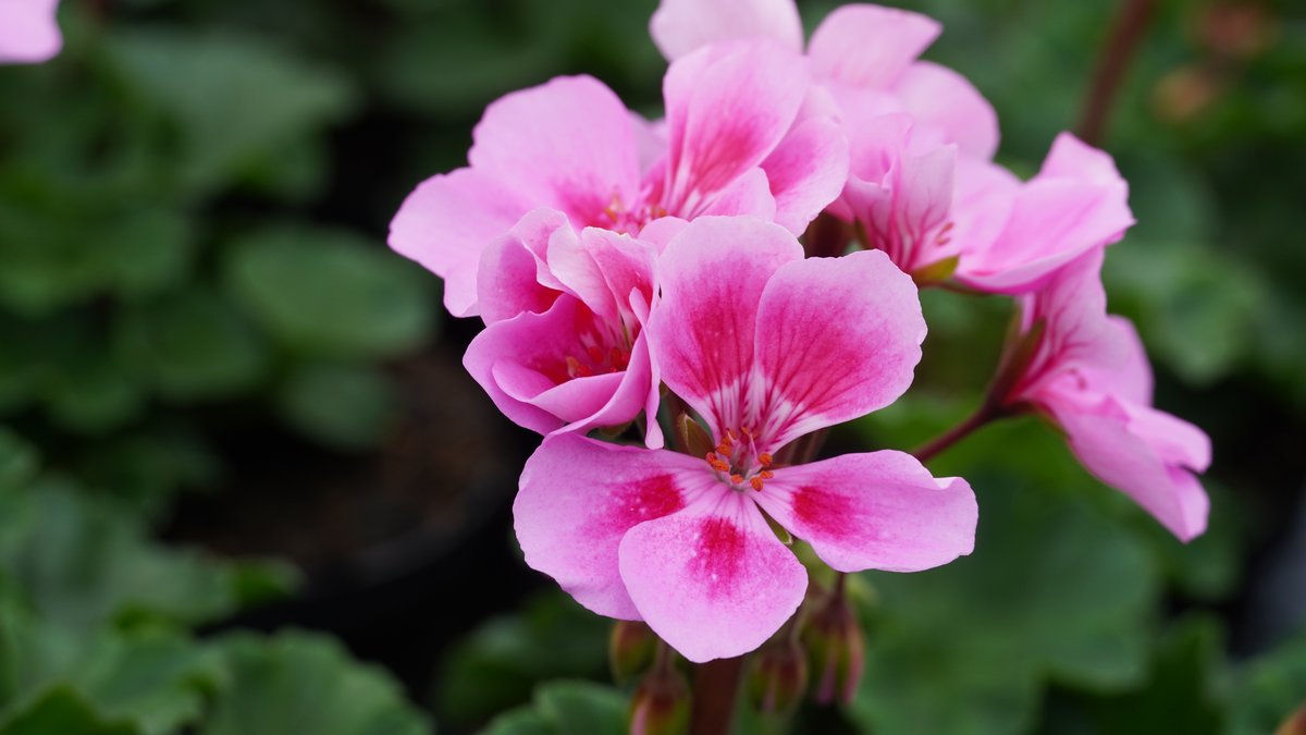 Stehende Geranie mit rosa Blüte