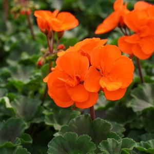 Geranie mit orangefarbener Blüte