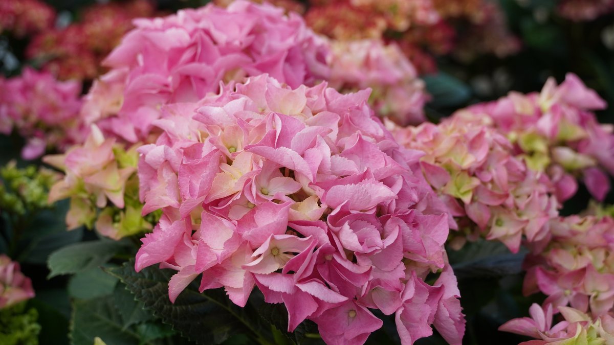 Rosa blühende Hortensie