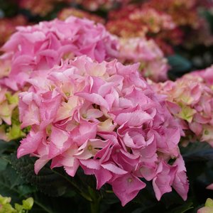Rosa blühende Hortensie
